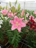 [5333 Binasco VH No02.JPG]